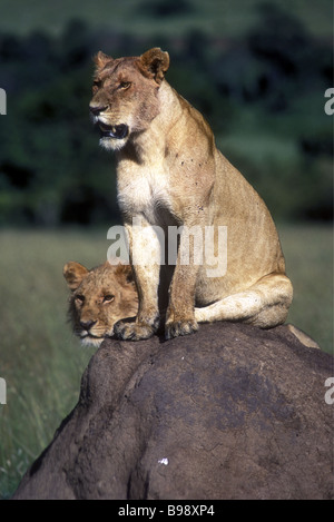 Due giovani leoni maschio appollaiato su un tumulo termite Masai Mara riserva nazionale del Kenya Africa orientale Foto Stock