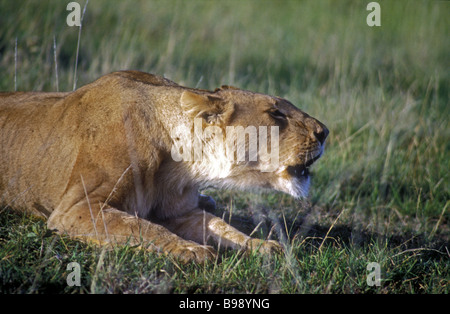 Leonessa maturo accovacciato e ruggente Masai Mara riserva nazionale del Kenya Africa orientale Foto Stock