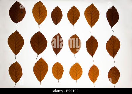 Foglie di faggio Fagus sylvatica autumnal abstract UK Foto Stock