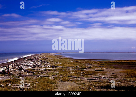 Dungeness Spit, difficile da trovare piena vista dal sentiero, escursione piena di cinque miglia e mezzo al faro. Sequim, Washington. Foto Stock