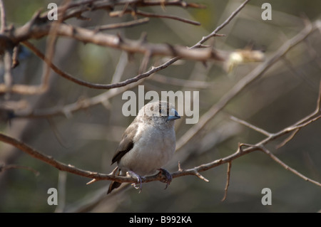 Indian Silverbill Lonchura malabarica seduto in una boccola a Jaipur India Foto Stock