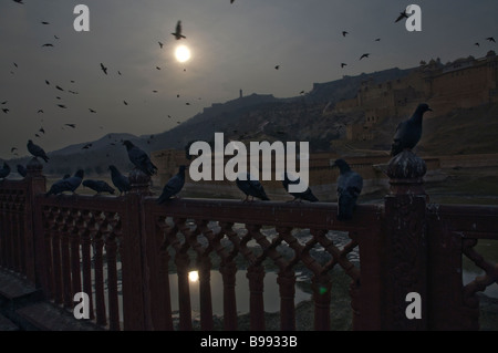 Misteriosa scena con sagome scure di battenti piccioni in Jaipur India Foto Stock