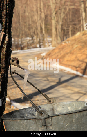 Lo zucchero d'acero tocca, Doe Hill, Highland County, Virginia, Stati Uniti d'America Foto Stock