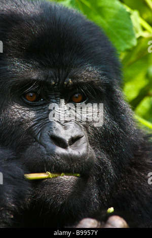 Close up dei gorilla di montagna (Gorilla beringei beringei) gustando la prima colazione vegetazione a Foresta impenetrabile di Bwindi. Foto Stock