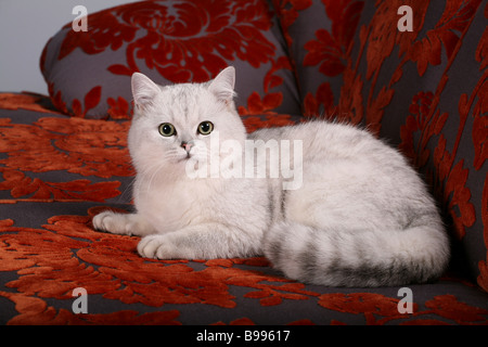 British Shorthair silver Cat. Foto Stock