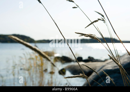 Erba alta crescente lungo il bordo d'acqua, la messa a fuoco su oggetti in primo piano Foto Stock