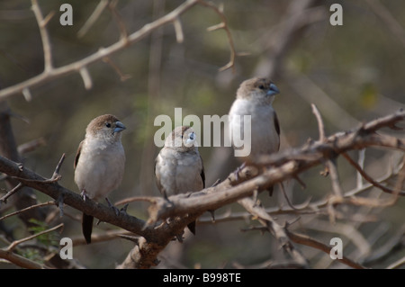 Tre Silverbills indiano Lonchura malabarica seduto in una boccola a Jaipur India Foto Stock