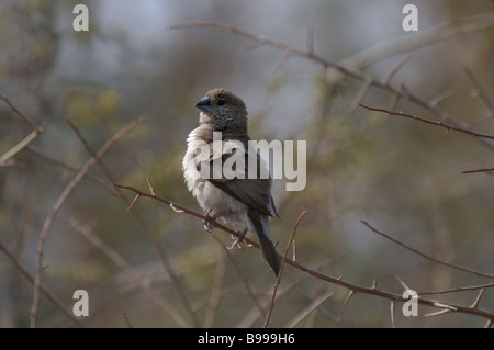 Indian Silverbill Lonchura malabarica seduto in una boccola a Jaipur India Foto Stock