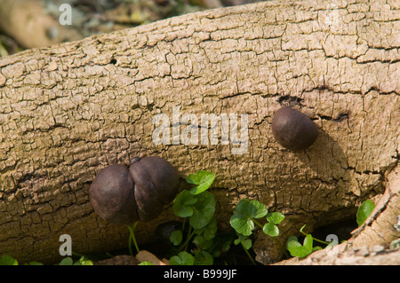 King Alfred's Dolci - fungo nero su un vecchio morendo ash tronco di albero Foto Stock