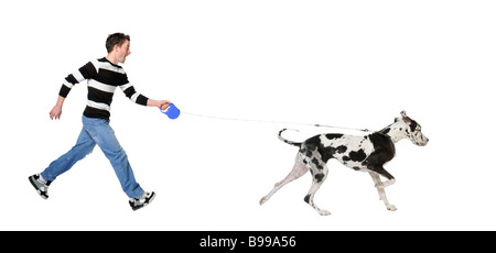 Uomo che cammina il suo cane Alano di 4 anni di fronte a uno sfondo bianco Foto Stock