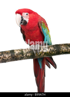 Green winged Macaw Ara chloropterus diciotto mesi di fronte a uno sfondo bianco Foto Stock