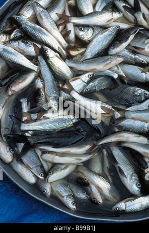 Pesce fresco di immersione in acqua Foto Stock