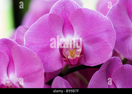 Phalaenopsis 1366 fotografata a giardini Keukenhof in Lisse Paesi Bassi Foto Stock