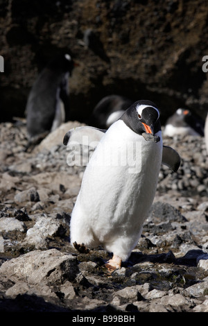 Pinguino Gentoo (Pygoscelis papua) portando un po' di pietra come materiale di nesting Foto Stock