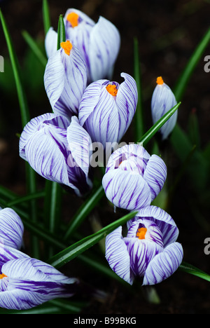 Viola e bianco striato crocus fiorisce in primavera presso i giardini Keukenhof in Lisse, Paesi Bassi. Foto Stock