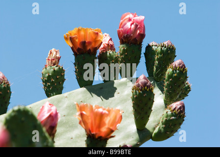 Fioritura di fico d'india cactus, extreme close-up Foto Stock