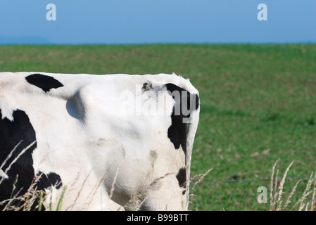 Estremità di coda di mucca in pascolo Foto Stock