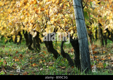 Grapevine supportato dal paletto di legno, close-up Foto Stock