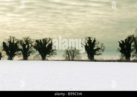 Alberi stagliano contro un cielo nuvoloso con neve sul terreno Foto Stock