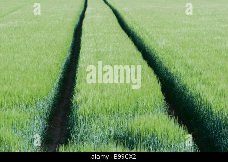 Le vie attraverso il campo di grano Foto Stock