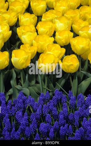 Tulipani gialli in contrasto con uva viola giacinti in giardini Keukenhof in Lisse, Paesi Bassi. Foto Stock
