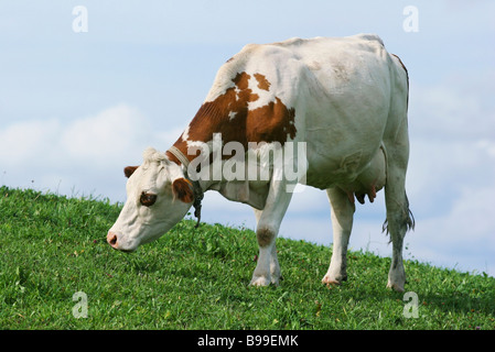 Vacca da latte al pascolo nei pascoli, close-up Foto Stock