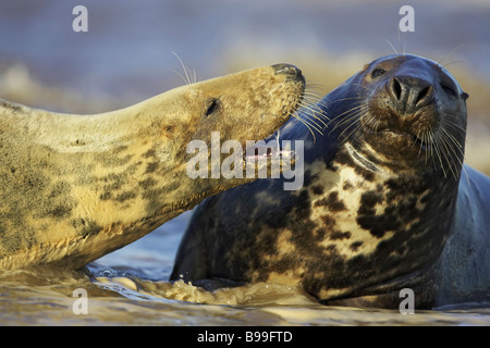 Guarnizione grigio, grigio guarnizione (Halichoerus grypus), femmina chiamando in modo aggressivo verso maschio (Bull) Foto Stock