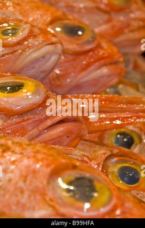 Occhio grande oceano Helicolenus semaforico barathri Hector 1875 si verifica in Australia e Nuova Zelanda girato a Sydney Fish Market Foto Stock