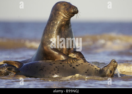 Guarnizione grigio, grigio guarnizione (Halichoerus grypus), due sub-adulti giocare combattimenti in surf Foto Stock