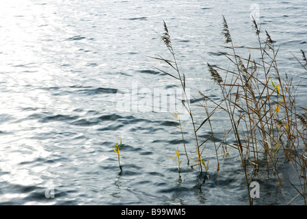 Canne crescente nel lago Foto Stock