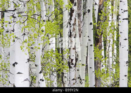 Aspen, vacilla Aspen o tremore Aspen (Populus tremuloides), foresta in primavera. Foto Stock