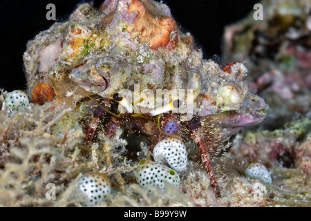 Questo dardano lagapodes granchio eremita fa il suo modo dal mare schizza al cappone terreno reef in Mare di Celebes, Sabah, Malaysia. Foto Stock