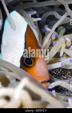 Un Clark Anemonefish strettamente le protezioni di una frizione di uova nel suo anemone marittimo casa al mare avventura vicino a Mabul isola in Malesia Foto Stock