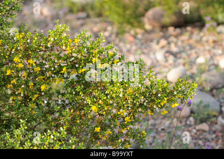 Boccola di creosoto in fiore Foto Stock