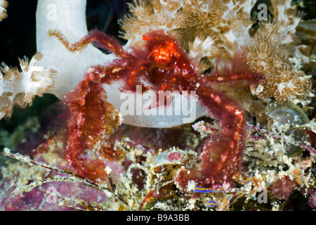 Un irsuto arancione Granchio Orangutan rummages tra i coralli molli a casa sua a East Point Reef in Mare di Celebes, Sabah Malaysia Foto Stock