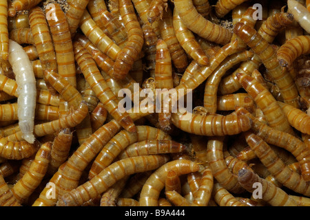 Giallo Mealworm Beetle (Tenebrio molitor). Le larve (mealworms) visto dal di sopra Foto Stock