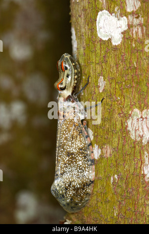 Arachidi testa-Bug, alligatore bug, Lanternfly (Fulgora laternaria), seduti ben mimetizzata su tronco di albero Foto Stock