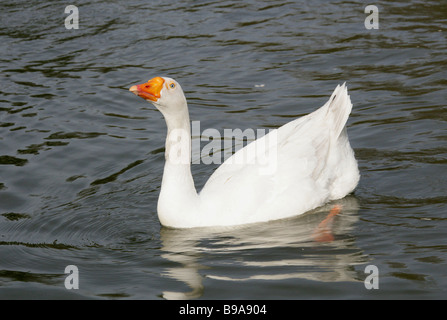 Domestico Oca Bianca, anatidi Foto Stock