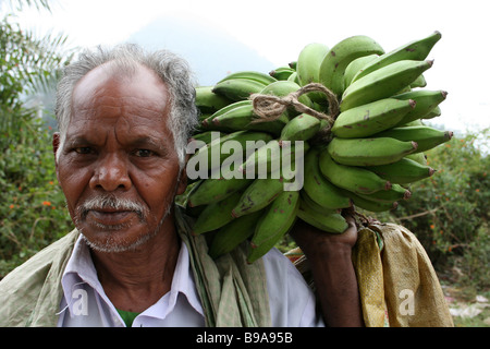 Indian uomo che porta un grande grappolo di banane sulle sue spalle Foto Stock