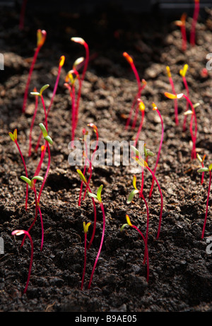 Barbabietola, Beta vulgaris, piantine essendo cresciuto in un seme vassoio pronto per essere piantato fuori. Foto Stock