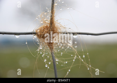 Highland bovini capelli rimasti impigliati in un recinto con la condensa Foto Stock