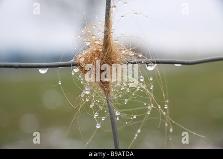 Highland bovini capelli rimasti impigliati in un recinto con la condensa Foto Stock