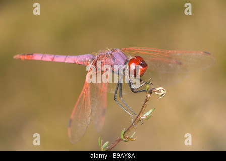 Violet Dropwing o Purple-Blushed Darter (Trithemis annulata) Foto Stock