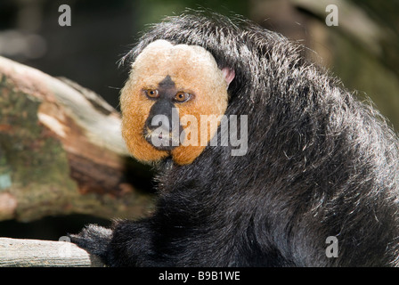 Saki Pitecia pithecia, Brasile Foto Stock