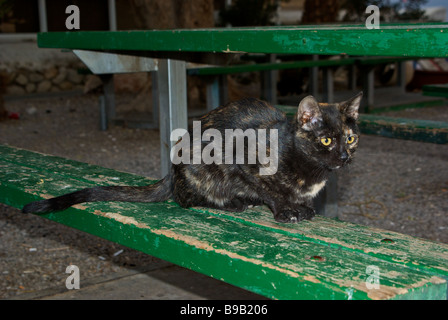 Luccicante irridescent sheen su feral gatta calico sul banco di picnic a Dead Sea resort città di Ein Bokek Foto Stock