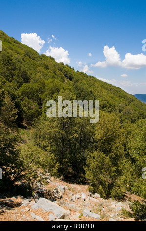 Foresta di faggi meridionale (Nothofagus Macrocarpa) sul Cerro Roble collina vicino a Santiago de Chile in colori autunnali, autunno Foto Stock