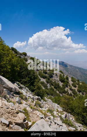 Foresta di faggi meridionale (Nothofagus Macrocarpa) sul Cerro Roble collina vicino a Santiago de Chile in colori autunnali, autunno Foto Stock