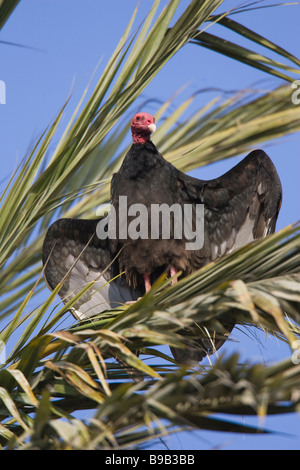 La Turchia Vulture (Cathartes aura jota) prendere il sole con le sue ali teso al mattino presto Foto Stock