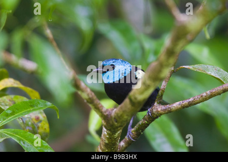 Blu-colli (Tanager Tangara cyanicollis) arroccato in una struttura ad albero Foto Stock