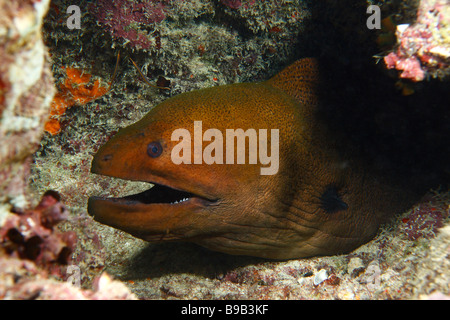 Un colpo alla testa di agiant moray eel per nuotare in una barriera corallina con due piccole pipefishes anello in background. Foto Stock